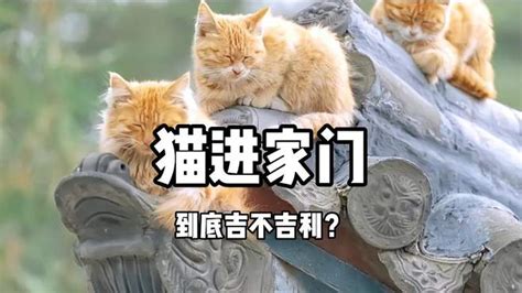 野猫进家|猫进家门到底吉不吉利